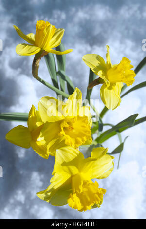 Narzissen im Schnee Stockfoto