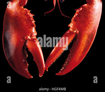 Hummer-Klauen Stockfoto