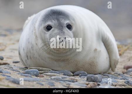 Graue Dichtung (Halichoerus Grypus), Pup, Helgoland, Schleswig-Holstein, Deutschland Stockfoto