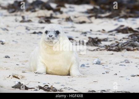 Graue Dichtung (Halichoerus Grypus), Pup, Helgoland, Schleswig-Holstein, Deutschland Stockfoto