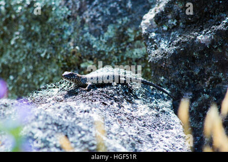 Cunninghams Skink im Kosciuszko-Nationalpark Stockfoto