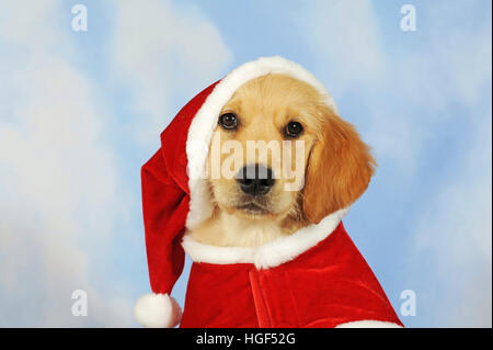 Golden Retriever Welpe, 8 Wochen, mit Weihnachtsmütze Stockfoto