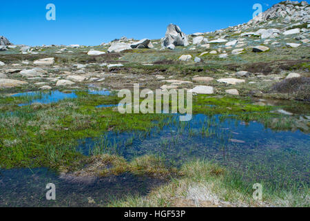 Hochland-Feuchtgebiete in der Kosciuszko National Park Australien Stockfoto