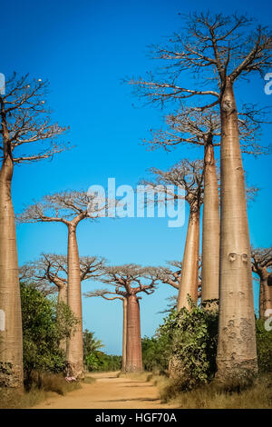 Berühmte Avenida de Baobab in der Nähe von Morondava in Madagaskar Stockfoto