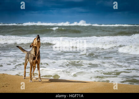 Hund am Ufer stehen und laut bellen Stockfoto