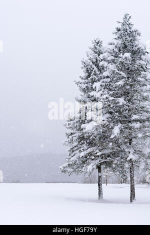 Kiefern im nebligen Winterlandschaft während schneit Stockfoto