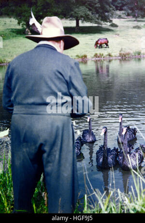 Winston Churchill füttert die schwarzen Schwäne in Chartwell, ein Geschenk der Menschen in Western Australia. 1950. Stockfoto