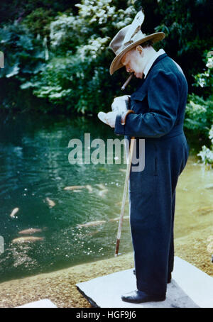 Farbfoto von Winston Churchill beim Füttern des Goldfisches in Chartwell.1950. Stockfoto