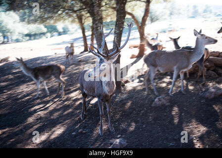 Hirsche im park Stockfoto