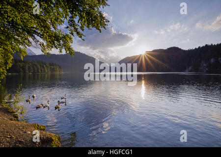 Schwäne auf dem Alpsee See in Bayern Stockfoto