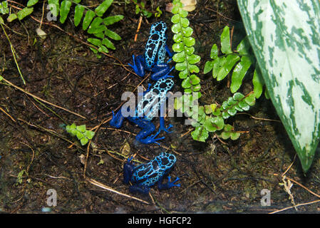 Blauer Pfeilgiftfrosch Dendrobates azureus Stockfoto