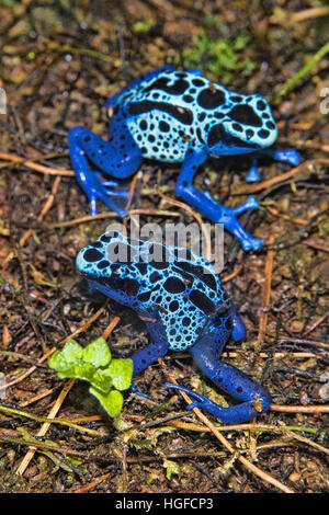 Blauer Pfeilgiftfrosch Dendrobates azureus Stockfoto