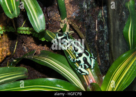 grüne und schwarze Pfeilgiftfrosch, Dendrobates Auratus, Stockfoto