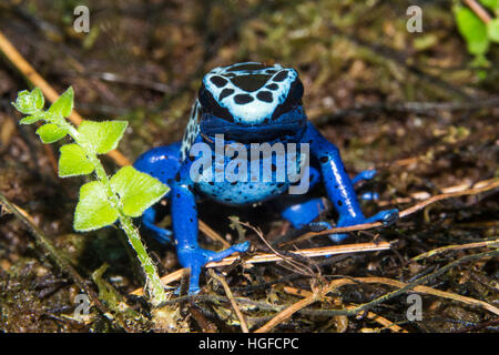 Blauer Pfeilgiftfrosch Dendrobates azureus Stockfoto