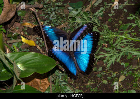 Butterfly Blue Morpho, Morpho Peleides, Paarung Stockfoto