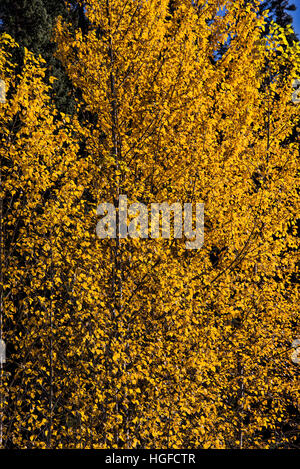 trees, fall colors Stockfoto