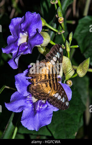 Braun Haarschneider Schmetterling, Parthenos Sylvia Stockfoto