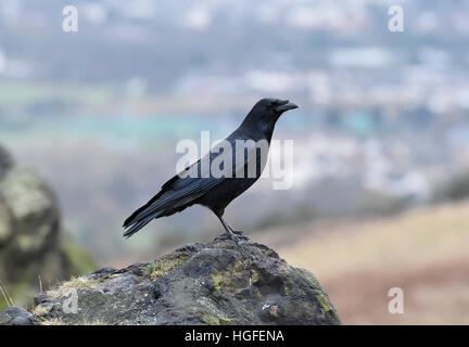 Eine AAS-Krähe (lateinisch: Corvus Corone Corone) thront auf einem Felsvorsprung, Edinburgh. Stockfoto