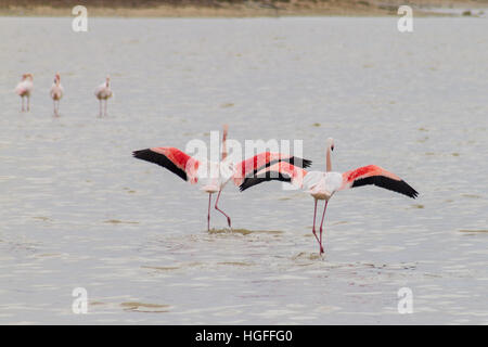 Zwei Flamingos in Larnaca-Salzsee in der Insel Zypern an einem Wintermorgen ausziehen Stockfoto