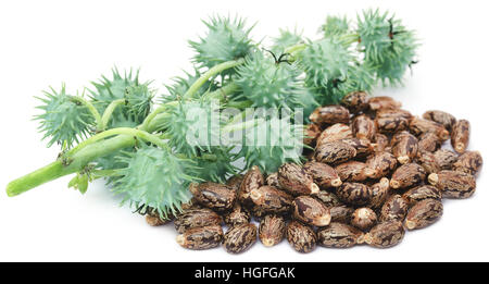 Trocken und grüne Castor-Bohnen auf weißem Hintergrund Stockfoto