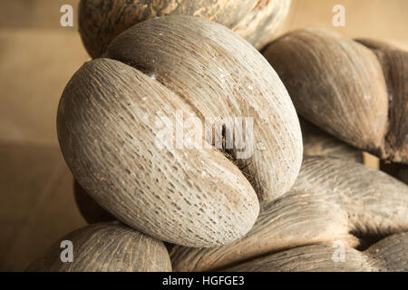 Riesigen Coco de Mer Nuss auf der Hauptinsel der Seychellen. Stockfoto