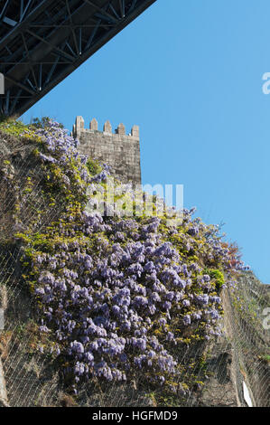 Porto, Portugal, Europa: wisteria Blumen und Blick auf den Wänden von D. Fernando oder Fernandina Mauer, eine mittelalterliche Burg in der Pfarrei von Cedofeita Stockfoto
