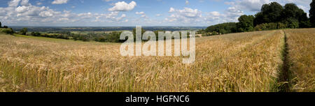 Gerstenfeld und Dorf von Ilmington mit Warwickshire Landschaft, Ilmington, Cotswolds, Warwickshire, England, Vereinigtes Königreich Stockfoto