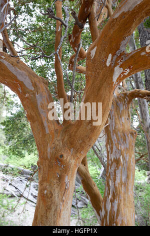 Arrayán-Bäume im Parque Nacional Los Mapuches, Villa La Angostura, Nahuel Huapi Nationalpark, den Lake District, Argentinien, Südamerika Stockfoto