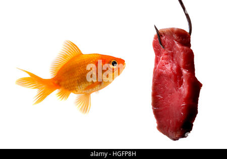 Goldfisch, Blick auf den Köder, isoliert auf weißem Hintergrund Stockfoto