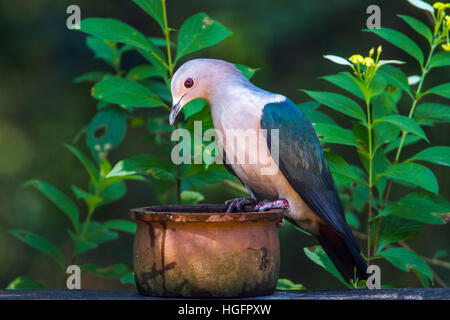 Grüne imperial Taube im Minneriya Nationalpark, Sri Lanka; Specie Ducula Aenea Familie von artenreichen Stockfoto