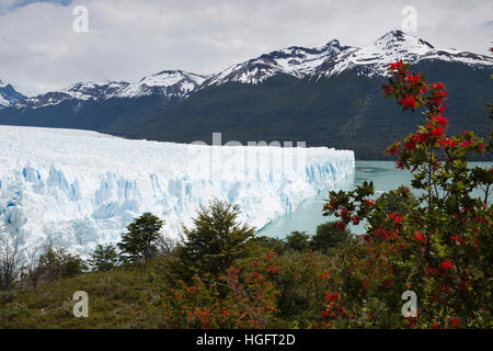 Perito Moreno-Gletscher am Lago Argentino, El Calafate, Parque Nacional Los Glaciares, Patagonien, Argentinien, Südamerika Stockfoto