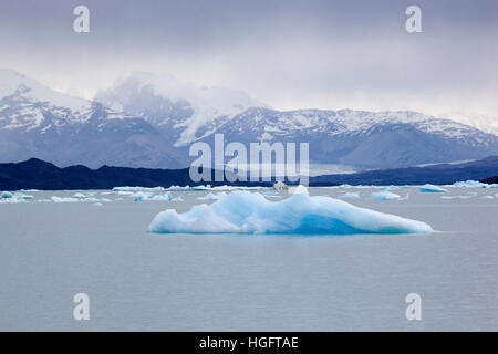 Eisberge am Lago Argentino, El Calafate, Parque Nacional Los Glaciares, Patagonien, Argentinien, Südamerika Stockfoto