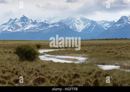 Fluss und Schafe unter der Gebirgskette der Anden, Estancia Alta Vista, El Calafate, die Anden, Patagonien, Argentinien, Südamerika Stockfoto