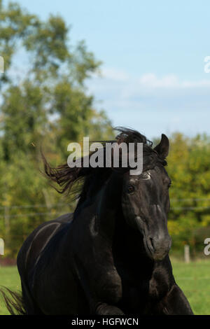 Kanadische Pferd seltene Rasse Ontario Kanada Tier Stockfoto