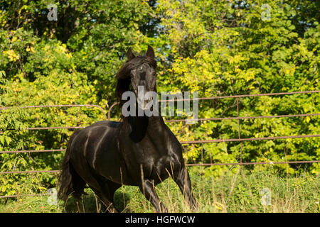 Kanadische Pferd seltene Rasse Ontario Kanada Tier Stockfoto