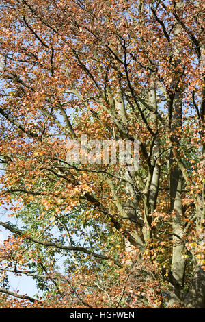 Fagus Sylvatica im Herbst. Gemeinsamen Buche verlässt. Stockfoto