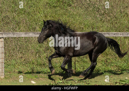 Kanadische Pferd gefährdet Kanada Ontario selten laufen Stockfoto