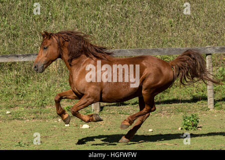 Kanadische Pferd gefährdet Kanada Ontario selten laufen Stockfoto