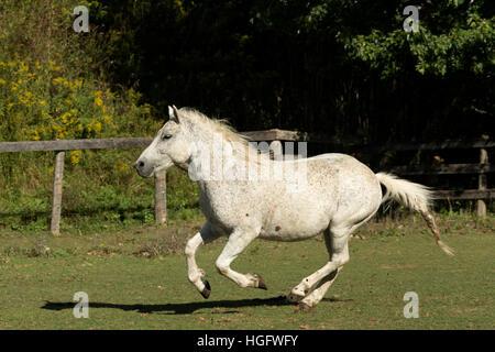 Kanadische Pferd gefährdet Kanada Ontario selten laufen Stockfoto