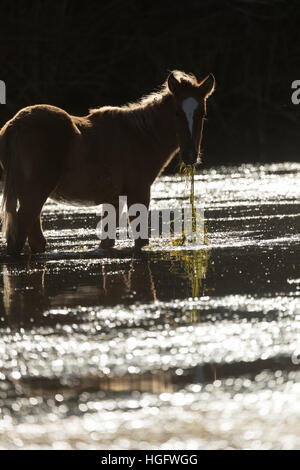 Salt River Wildpferde Arizona USA Vereinigte Staaten von Amerika Tier Stockfoto