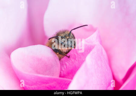 Honey Bee in rosa Rosenblüten Stockfoto