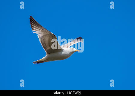 Fliegende Möwe auf blauem Himmelshintergrund Stockfoto