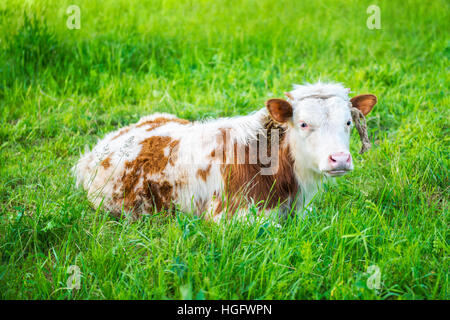 Jungen Kalb ruhen auf dem Rasen Stockfoto