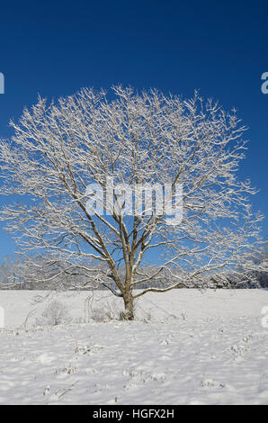 Ein einsamer Baum auf einer Weide nach einem neuen Schneefall. Konzept für Frieden, Ruhe und Winter. Stockfoto