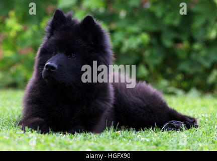 Schwarzer Eurasier Welpen Hund auf dem Rasen liegen. Stockfoto