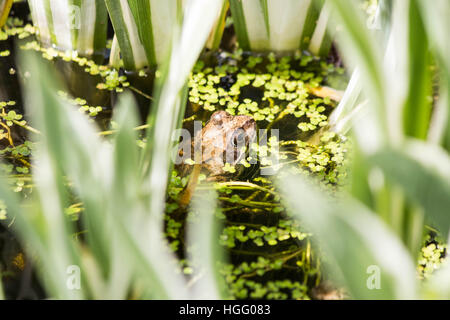 Grasfrosch in Wasserlinsen Stockfoto