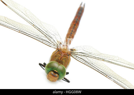 Libelle auf weißem Hintergrund Stockfoto