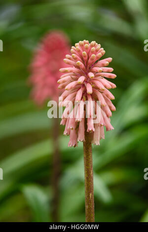 Wald-Lilie, Veltheimia Bracteata (= Veltheimia Viridifolia). Stockfoto