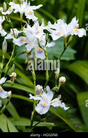 Iris Japonica, Fransen Iris oder shaga Stockfoto