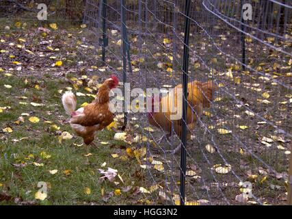 Eine alte verprügeln Biddy trifft sich den Hahn des Hofes durch den Zaun Stockfoto